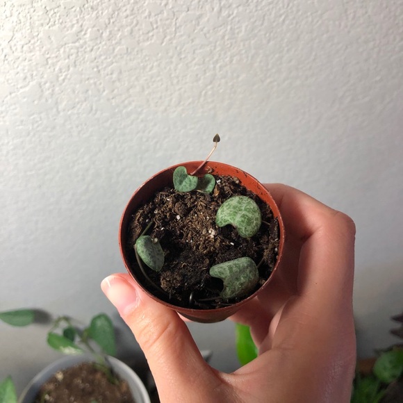 String of hearts 2” potted plant - Picture 2 of 6